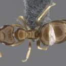Слика од Plagiolepis puncta Forel 1910