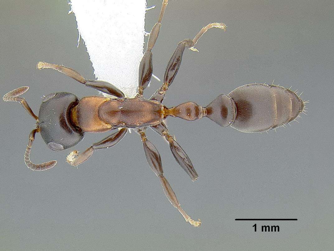 Image of <i>Pseudomyrmex feralis</i>