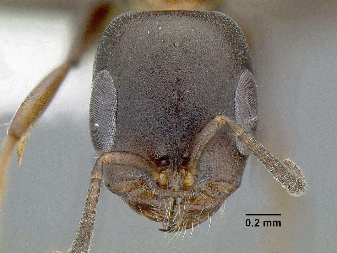 Image of <i>Pseudomyrmex feralis</i>