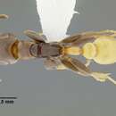 <i>Pseudomyrmex obtusus</i> resmi