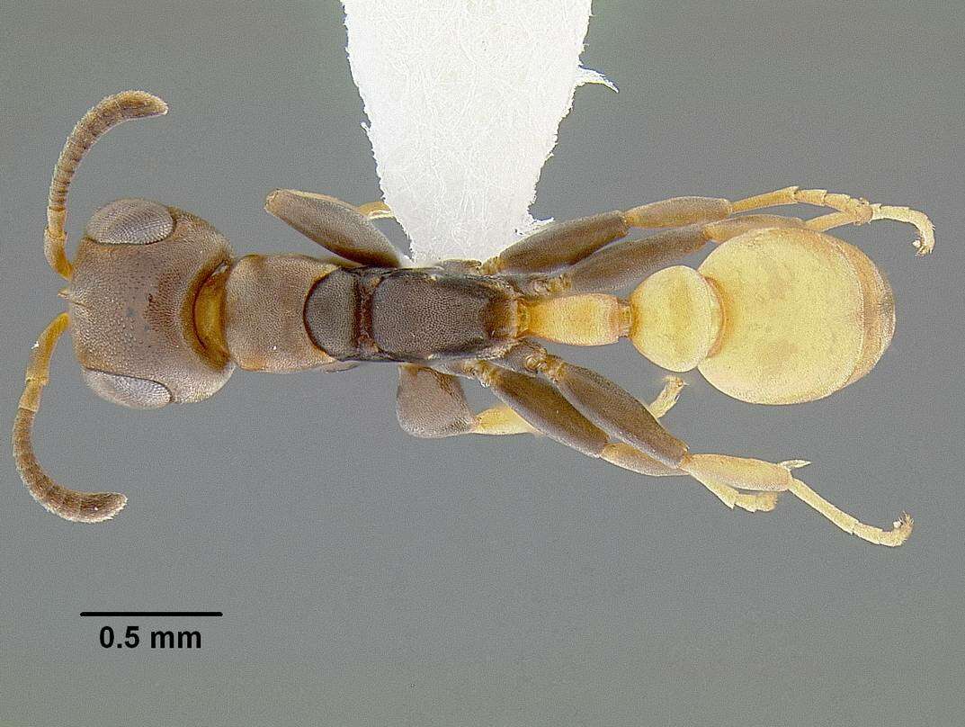 Imagem de <i>Pseudomyrmex obtusus</i>