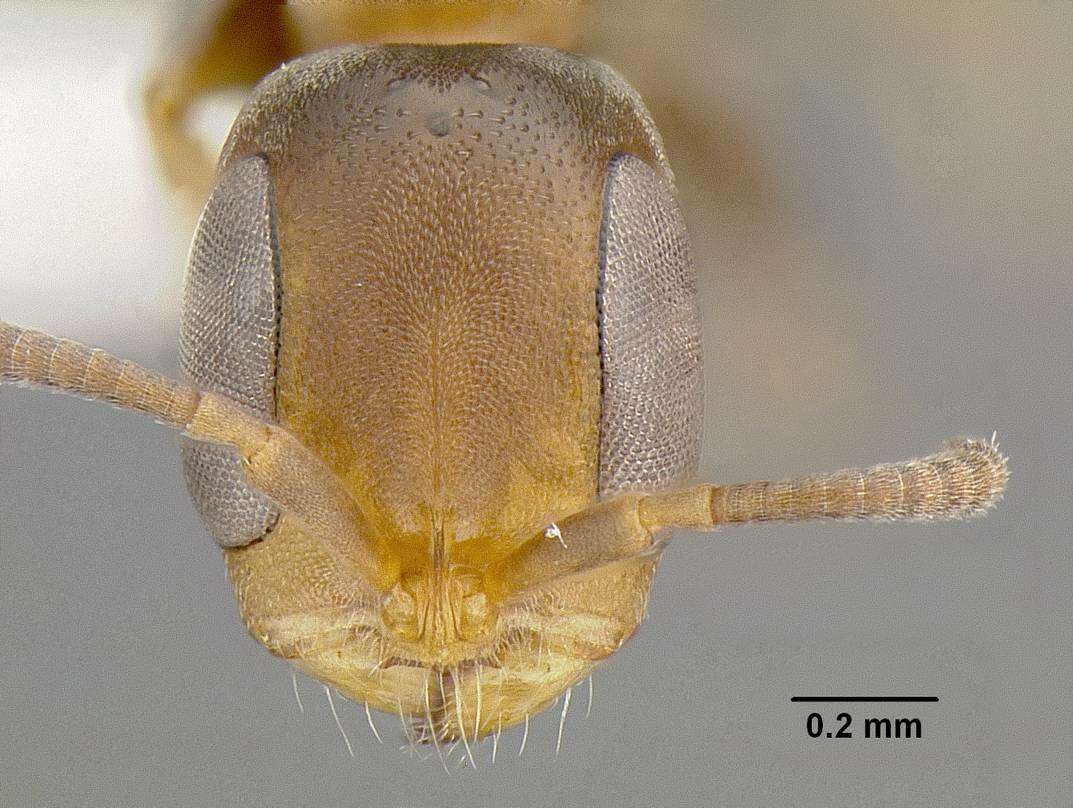 Imagem de <i>Pseudomyrmex obtusus</i>