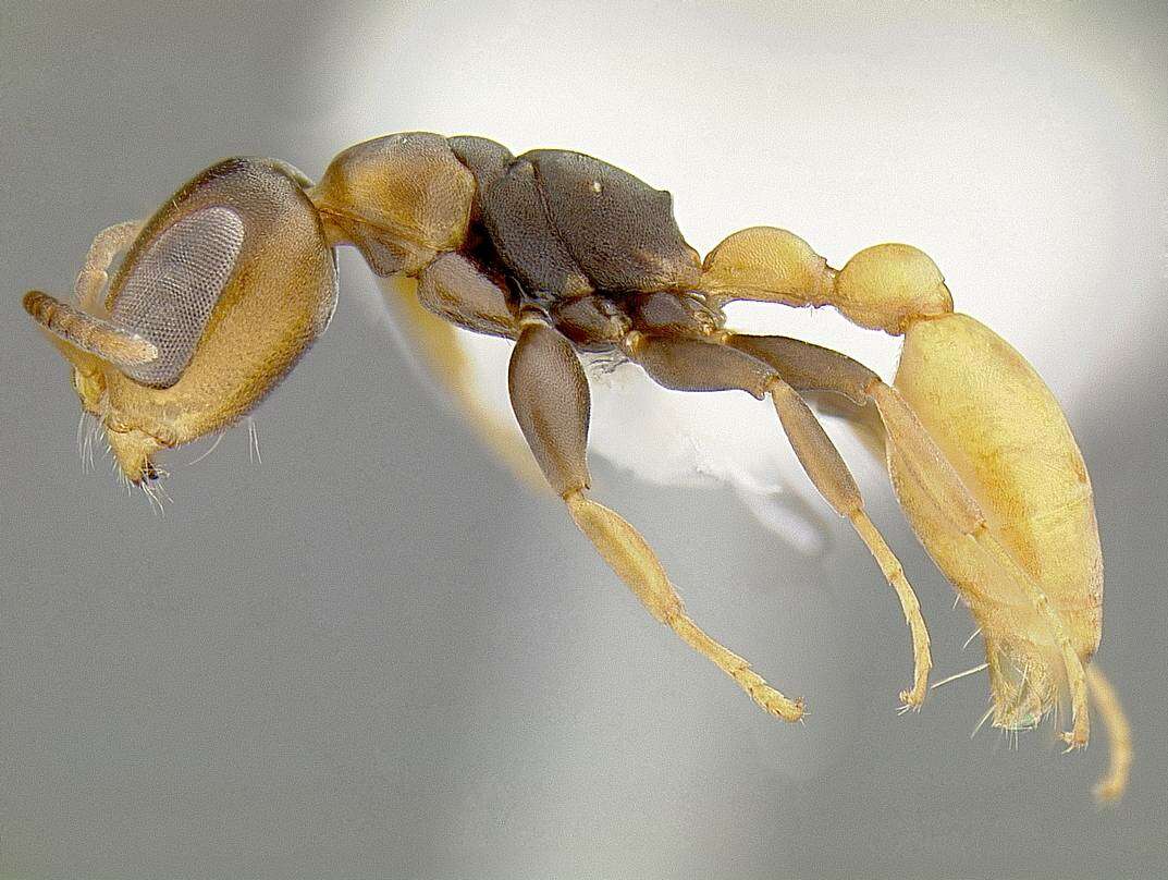 Imagem de <i>Pseudomyrmex obtusus</i>