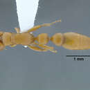 Tetraponera schulthessi (Santschi 1915) resmi