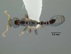 Image of Tetraponera continua