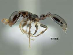 Image of Tetraponera continua