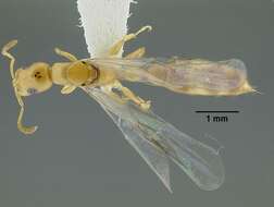 Tetraponera emeryi (Forel 1911) resmi