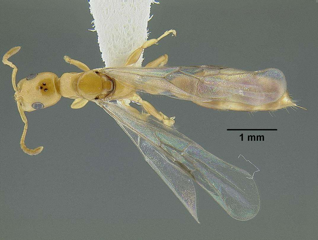 Tetraponera emeryi (Forel 1911) resmi