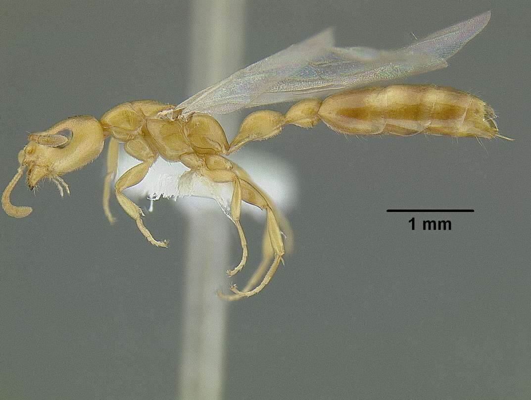 Tetraponera emeryi (Forel 1911) resmi