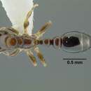 Image of Tetraponera liengmei (Forel 1894)