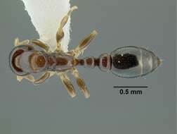 Image of Tetraponera liengmei (Forel 1894)