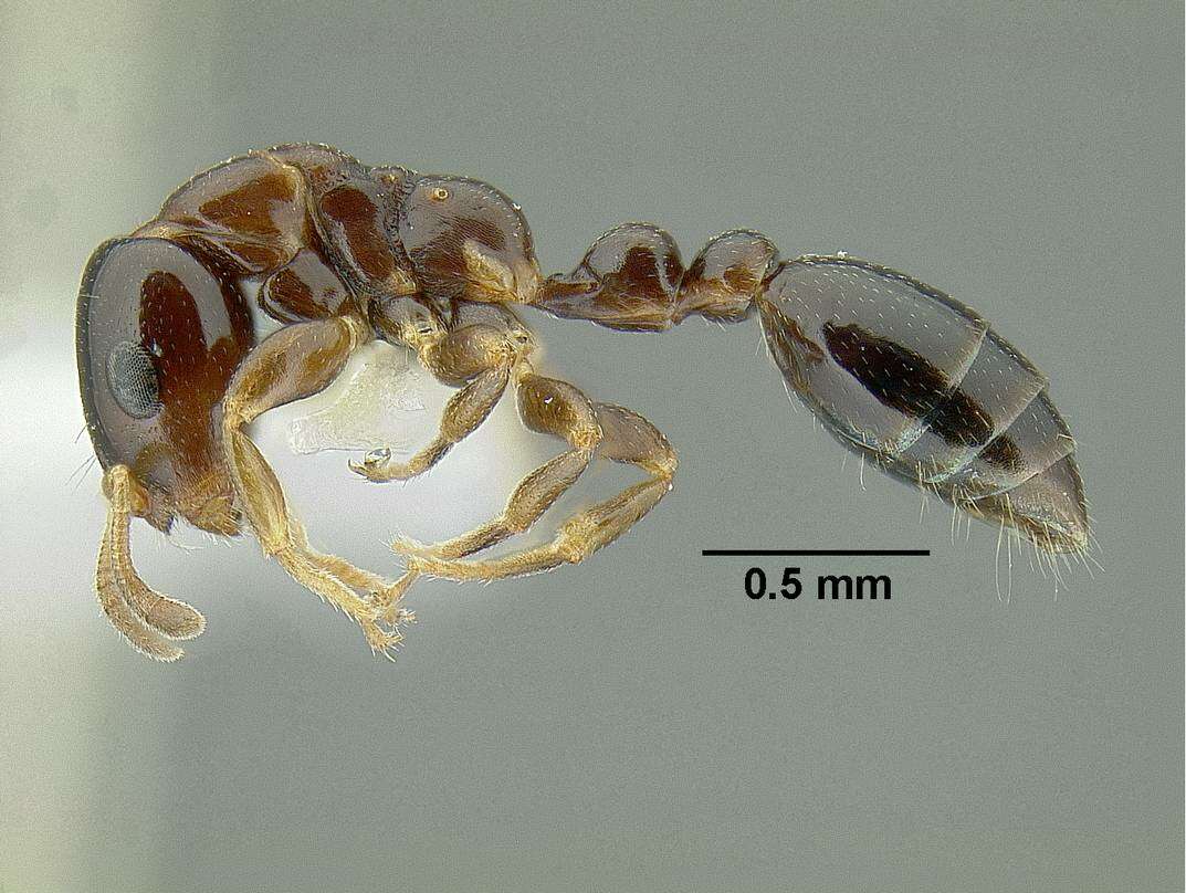 Image of Tetraponera liengmei (Forel 1894)