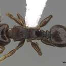 Image of Atopomyrmex calpocalycola Snelling 1992
