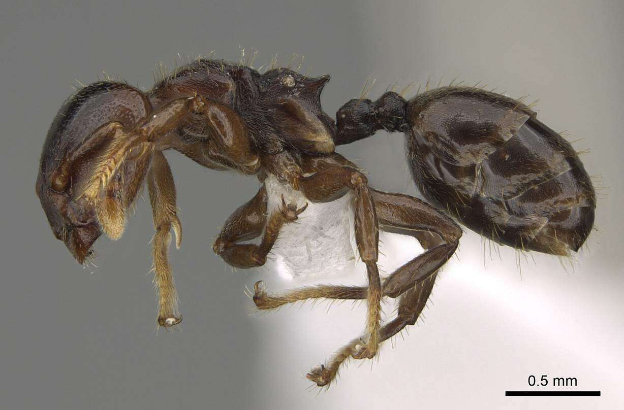 Image of Atopomyrmex