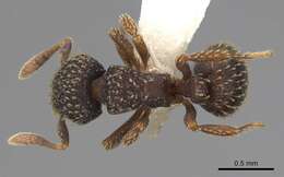 Image of Calyptomyrmex claviseta (Santschi 1914)