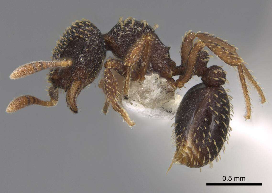 Image of Calyptomyrmex claviseta (Santschi 1914)