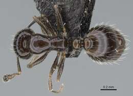 Image of Monomorium