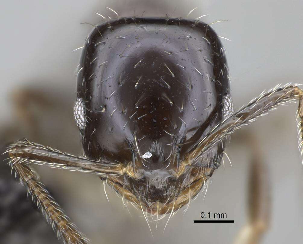 Image of Monomorium