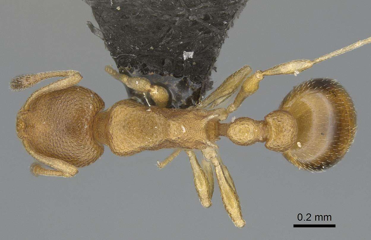 Image of Tramp Ants