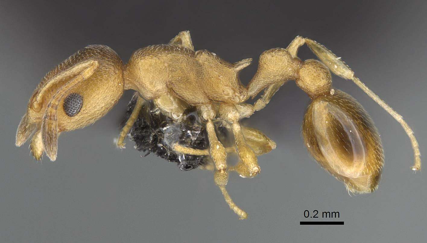 Image of Tramp Ants