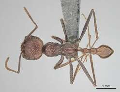 Ocymyrmex resekhes Bolton & Marsh 1989 resmi