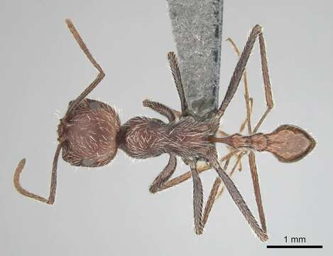 Image of Ocymyrmex resekhes Bolton & Marsh 1989