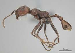 Ocymyrmex resekhes Bolton & Marsh 1989 resmi