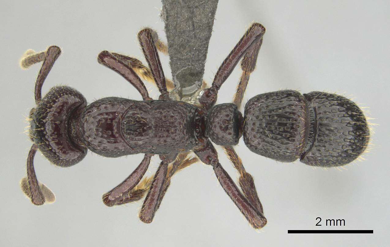 Image of Psalidomyrmex sallyae Bolton 1975