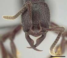 Image of Psalidomyrmex sallyae Bolton 1975