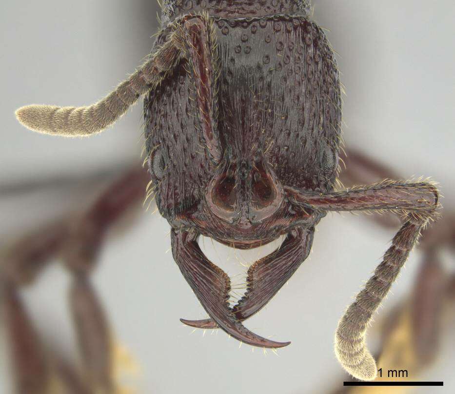 Image of Psalidomyrmex sallyae Bolton 1975