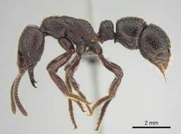 Image of Psalidomyrmex sallyae Bolton 1975