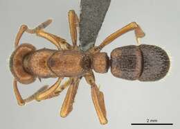 Image of Psalidomyrmex sallyae Bolton 1975