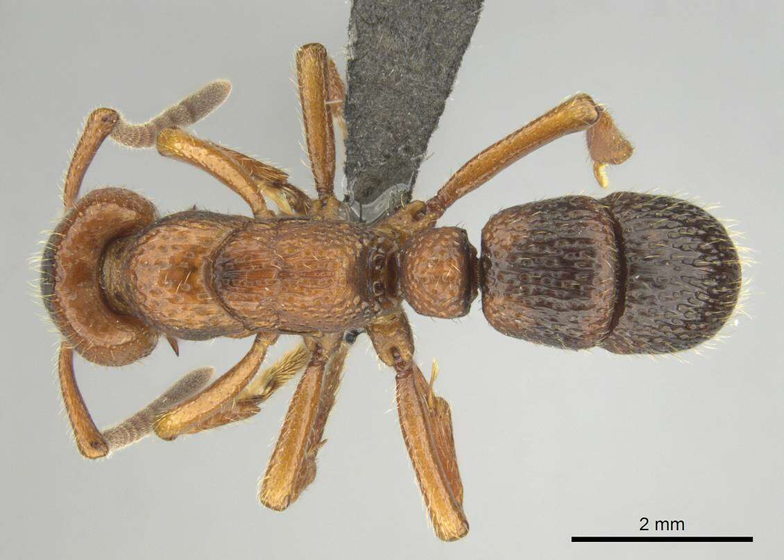 Image of Psalidomyrmex sallyae Bolton 1975