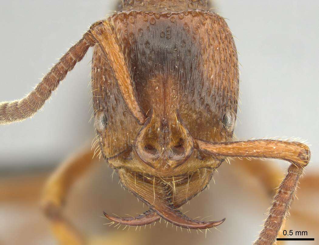 Image of Psalidomyrmex sallyae Bolton 1975