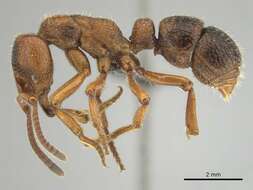 Image of Psalidomyrmex sallyae Bolton 1975