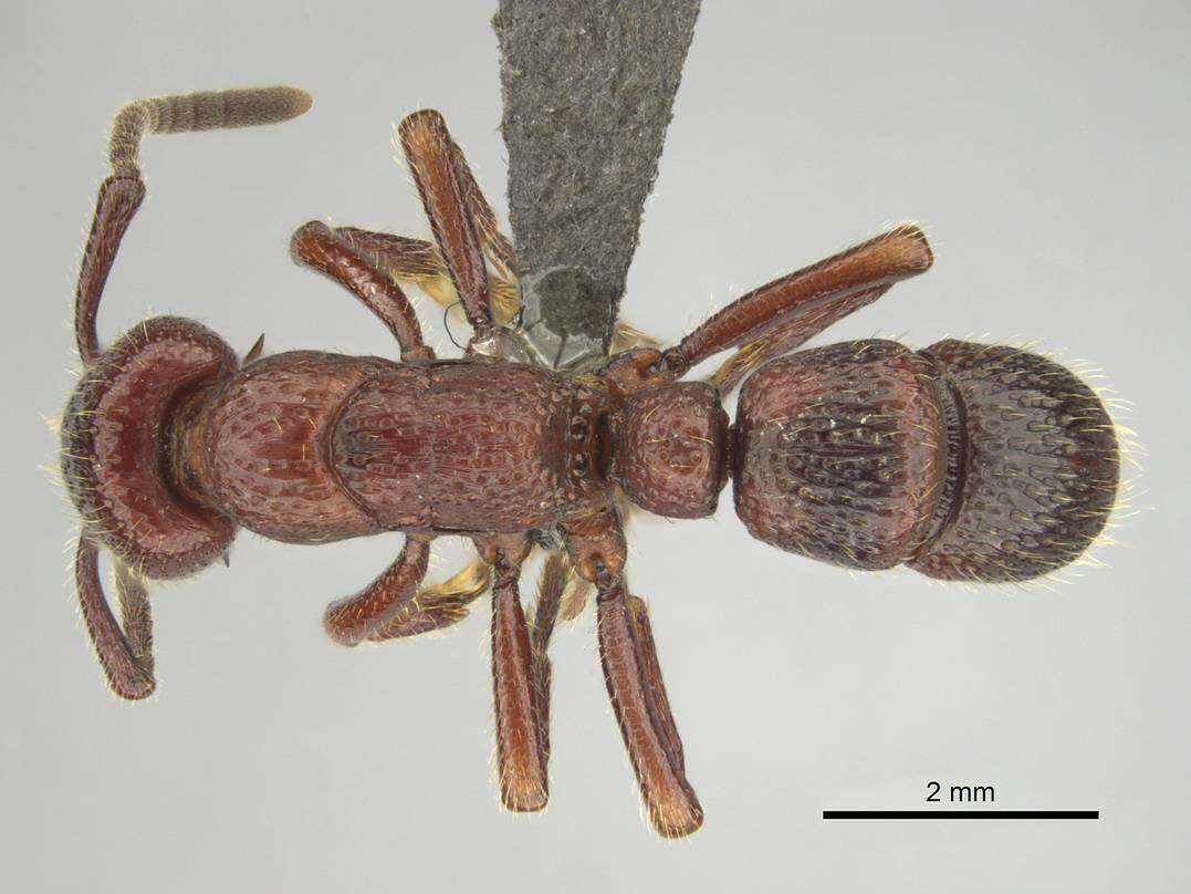 Image of Psalidomyrmex sallyae Bolton 1975