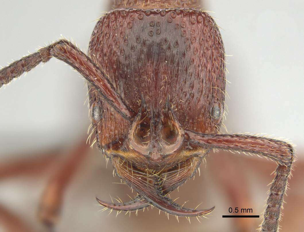 Image of Psalidomyrmex sallyae Bolton 1975