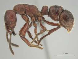 Image of Psalidomyrmex sallyae Bolton 1975