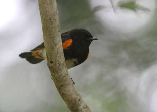 Imagem de Setophaga ruticilla (Linnaeus 1758)