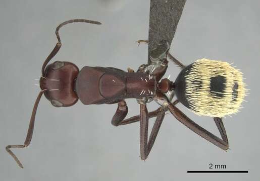 Image of Camponotus detritus Emery 1886