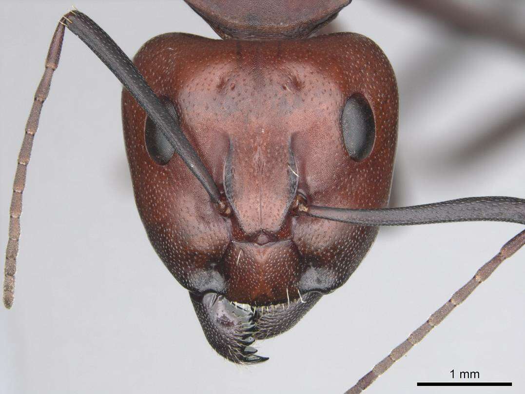 Imagem de Camponotus detritus Emery 1886