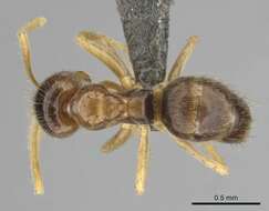 Image of Nylanderia jaegerskioeldi