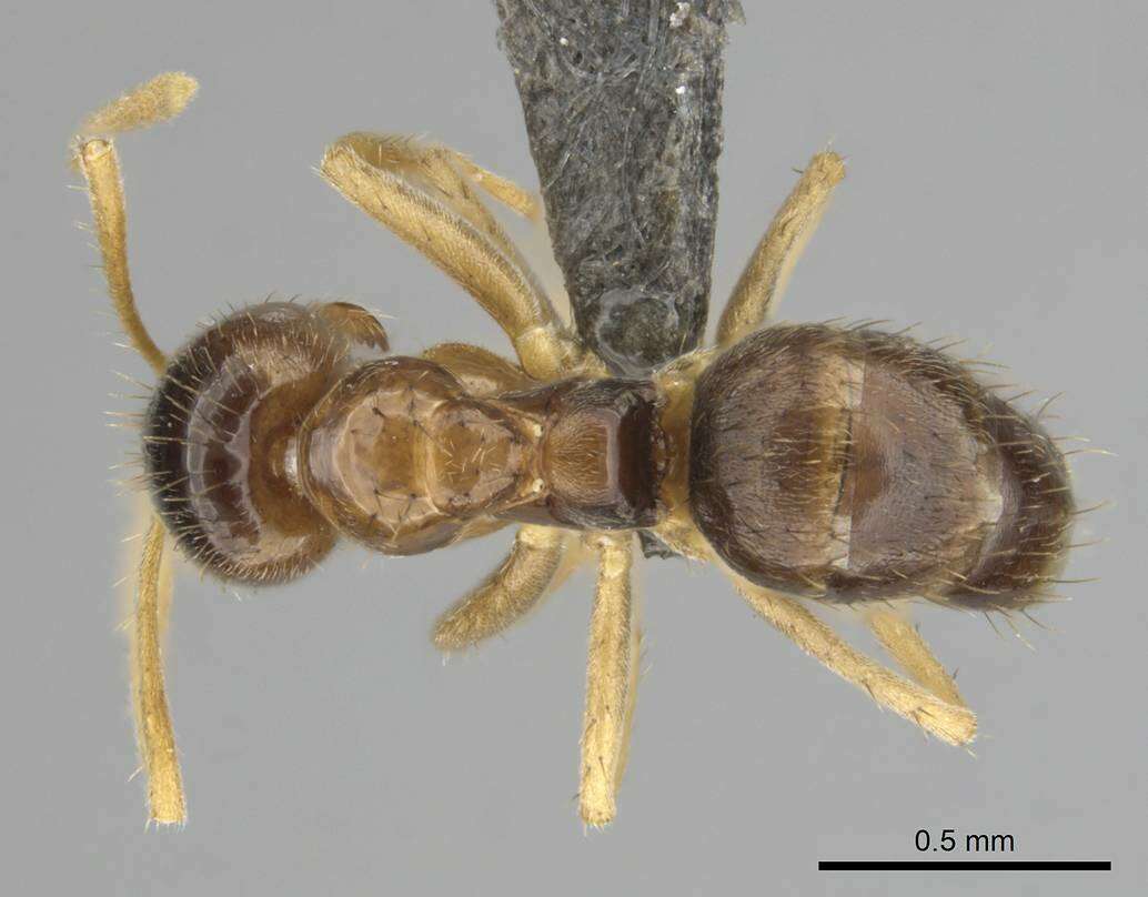 Image of Nylanderia jaegerskioeldi