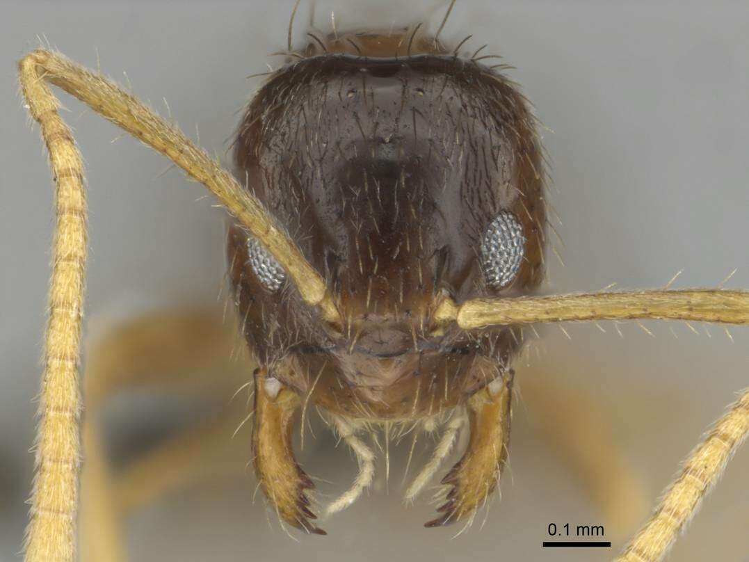 Image of Nylanderia jaegerskioeldi