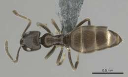 Image of Agraulomyrmex