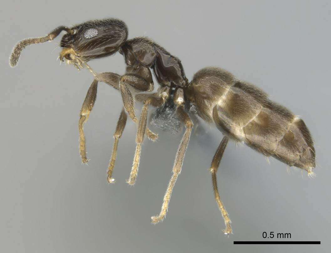 Image of Agraulomyrmex