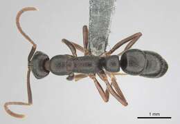 Leptogenys maxillosa (Smith 1858)的圖片