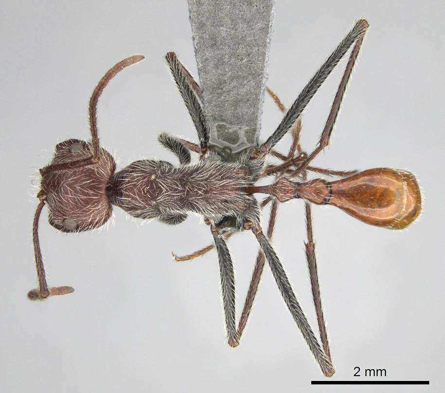 Image of Ocymyrmex alacer Bolton & Marsh 1989