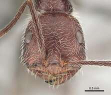 Image of Ocymyrmex alacer Bolton & Marsh 1989