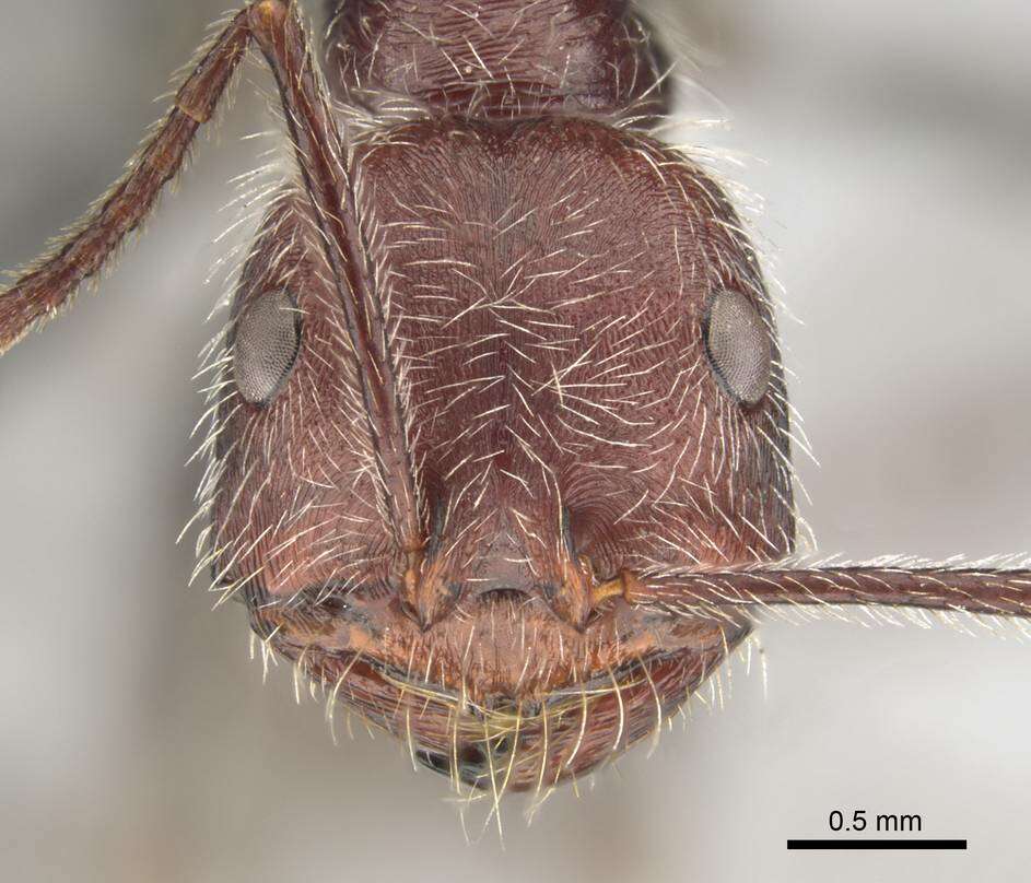 Image of Ocymyrmex alacer Bolton & Marsh 1989